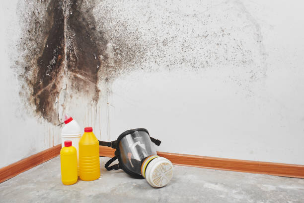 Best Certified Mold Removal  in Cadiz, OH