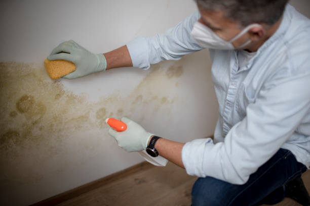 Best Mold Damage Repair  in Cadiz, OH