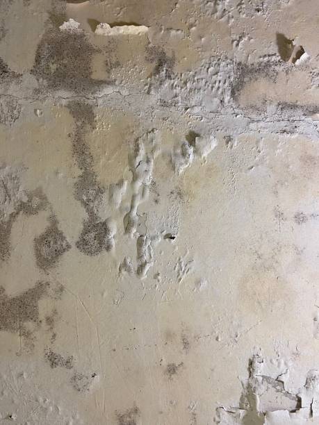 Best Black Mold Removal  in Cadiz, OH