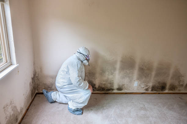 Professional Mold Removal in Cadiz, OH