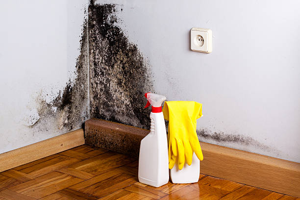 Crawl Space Mold Removal in Cadiz, OH